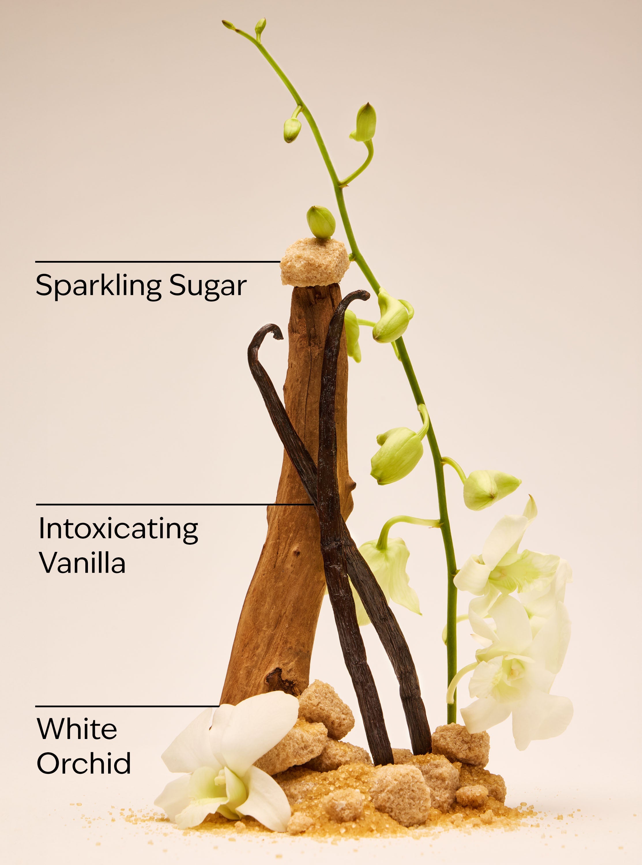 Warm Vanilla Sugar Gentle & Clean Foaming Hand Soap