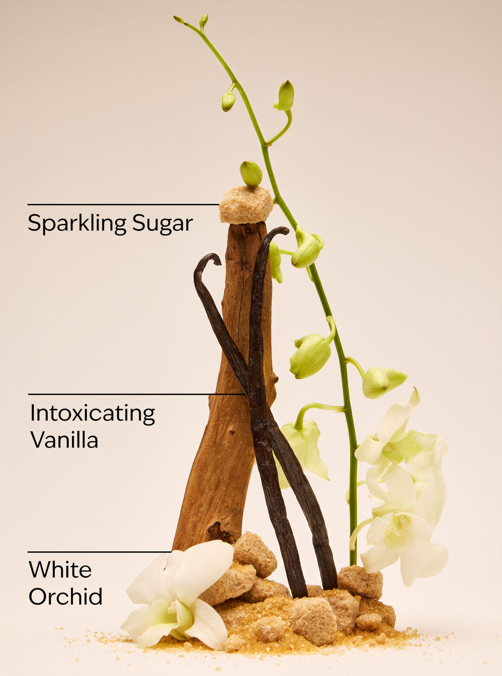 Warm Vanilla Sugar Body Lotion